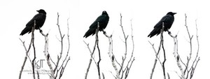 Crow Triptych