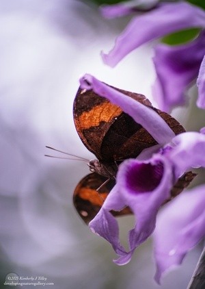 Orchids and a Butterfly K1ii P1044 