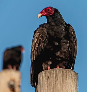 Turkey Vulture at the Switchyard - February 5 2026