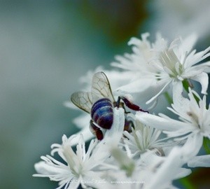 Honeybee and Sweet Clematis P7120