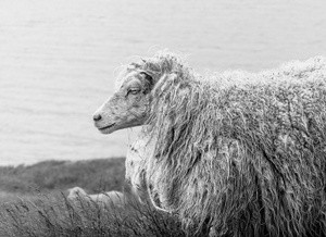 Icelandic sheep