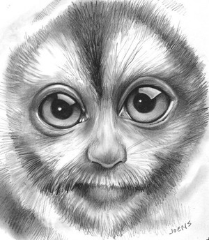 Owl Monkey