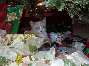 Holly Under Christmas Tree #2