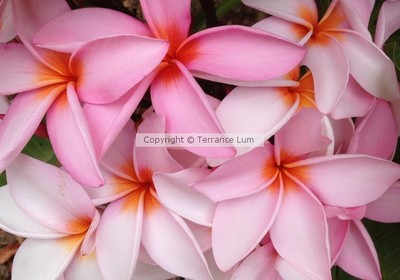 Plumerias Blooming