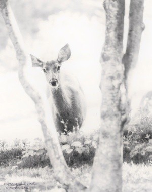 Black-tailed Doe P2453