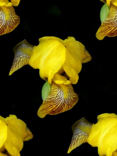 The Yellow Iris (Three)