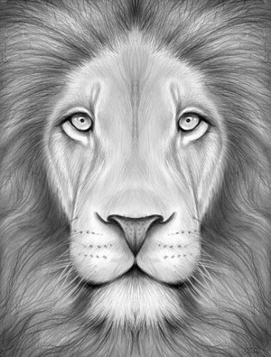 Lion Sketch