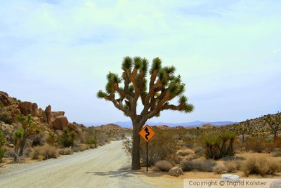 Joshua Tree National Park