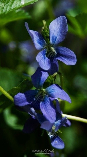 Violets P3233