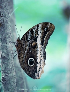 Owl Butterfly K1ii P0961