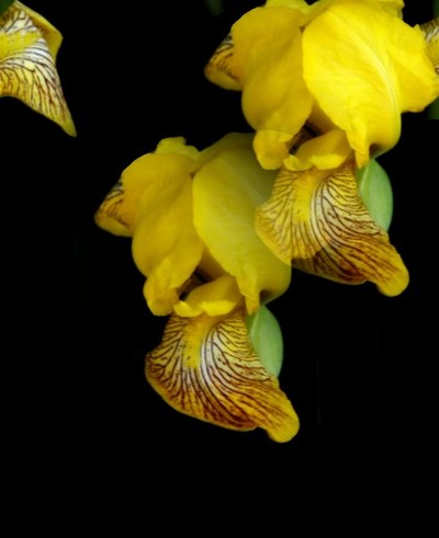 The Yellow Iris (Two)