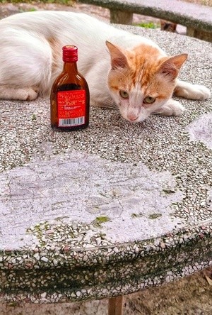 i am not drunk