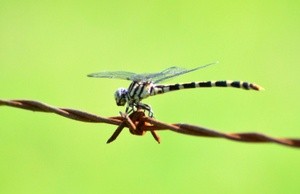 Four-Striped Leaftail Dragonfly