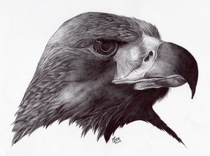 eagle