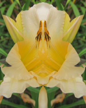 Angelic Lilies