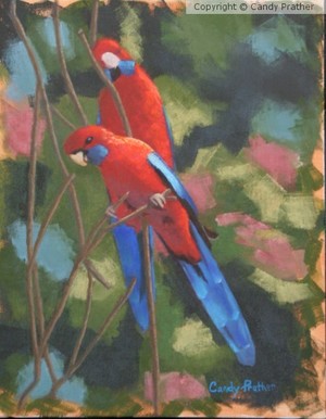 Outback Rosellas