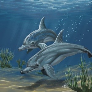 Two Dolphins