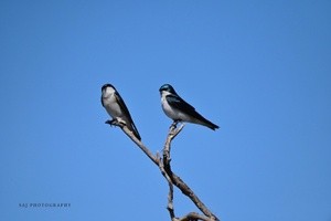 Tree Swallows