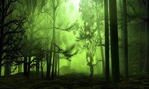 Mystical Forest