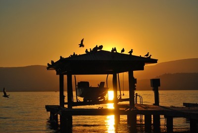 Gulls on the roof