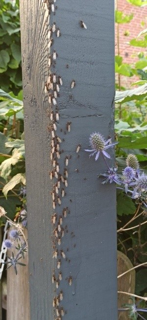 Nuptial Flight 2