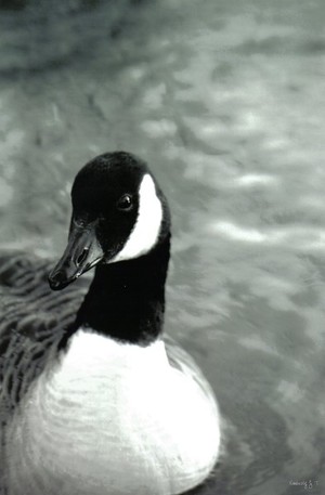 A Portrait of a Goose