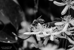 Honeybee and Sweet Clematis P7136