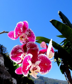 Orchids