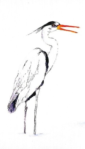 Grey Heron