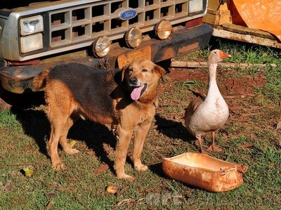 the old dog and its friend, the goose