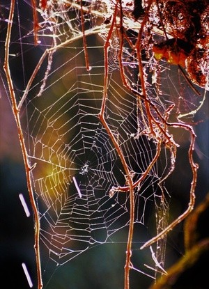 SPIDERS ARE GREAT ARTISTS ..