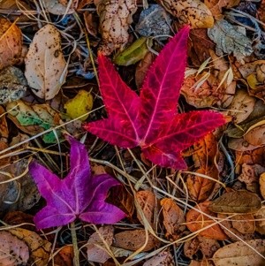 Autumn - October 10 2026