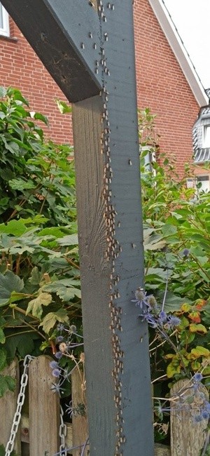 Nuptial Flight