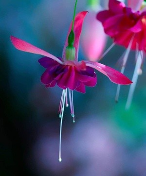 Delicate blossom