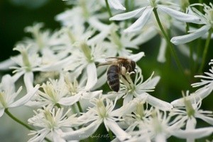 Honeybee and Sweet Clematis P7141