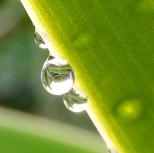 Raindrops