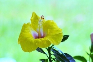 Evening Hibiscus