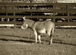 Brenda Edwards Portfolio