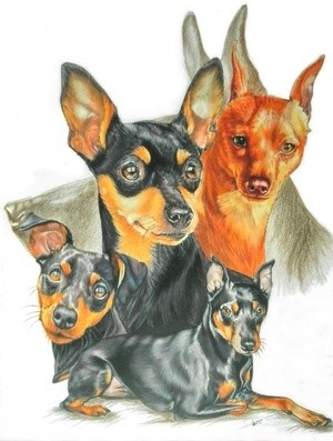 Miniature Pinscher Medley