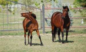 Andalusian Mom and Baby