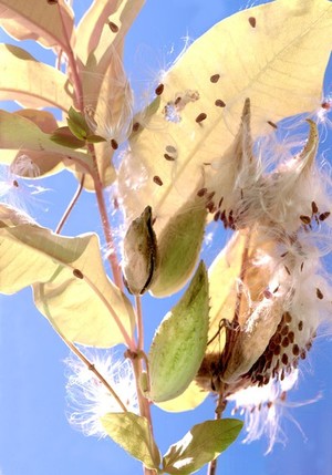 patri erdelyi