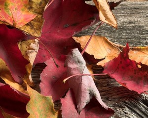 Leaves on Wood