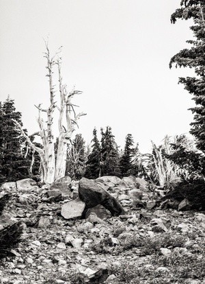 Snags Among the Stones