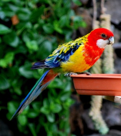 Rosella