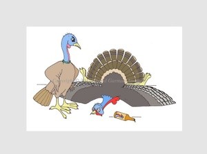 Wild Turkey Couple Illustration
