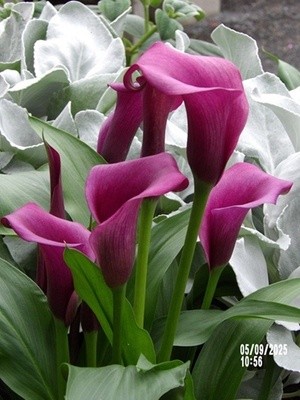 Violet Calla Lily, Russell's, Wayland, MA 05-09-2025