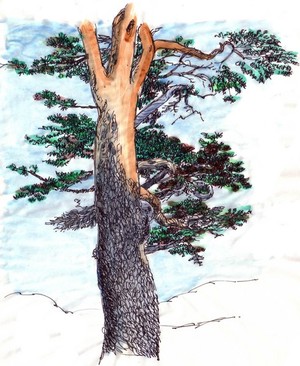 Pinus Sylvestria