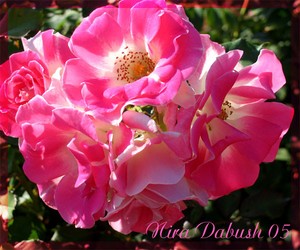 Nira Dabush Portfolio