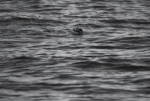 Harbor Seal P6200