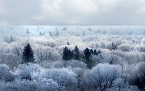 Winter's Beauty 